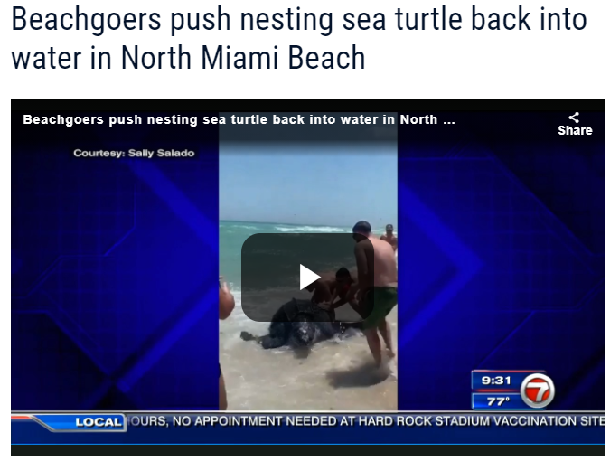 News headline and video that reads: beachgoers push nesting turtle back into water